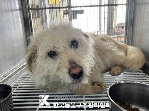 한국동물구조관리협회_441406202500192