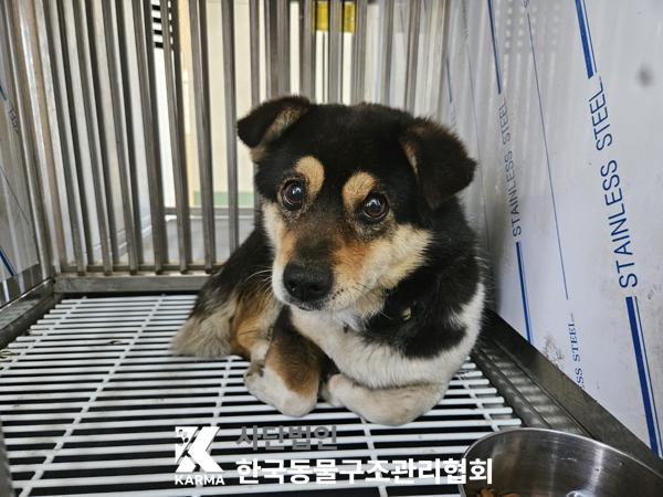 한국동물구조관리협회_441409202500387