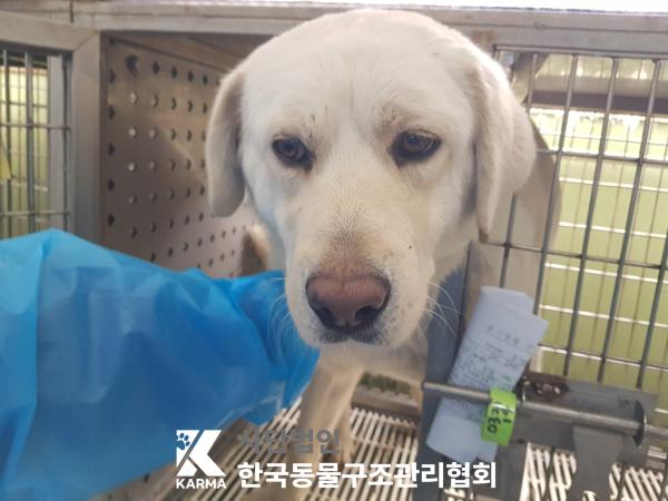 한국동물구조관리협회_441409202500391