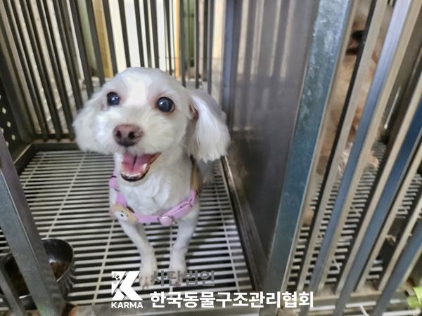 종료(안락사) 말티…