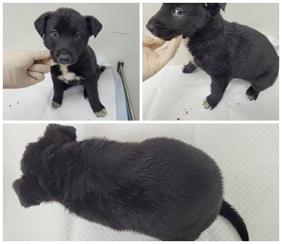 논산시 동물보호센터_444454202500342
