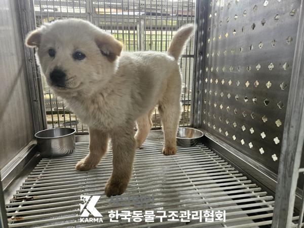 한국동물구조관리협회_441560202500335