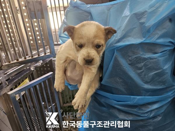 한국동물구조관리협회_441409202500384