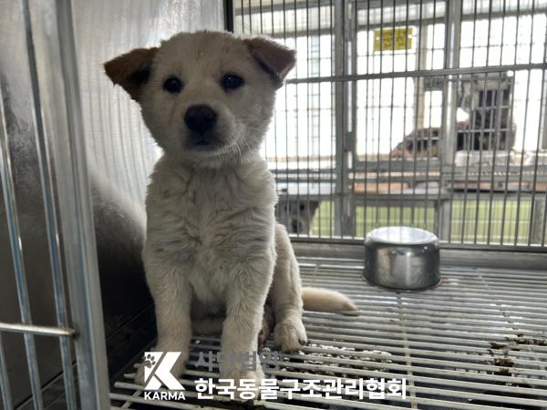 한국동물구조관리협회_441406202500193