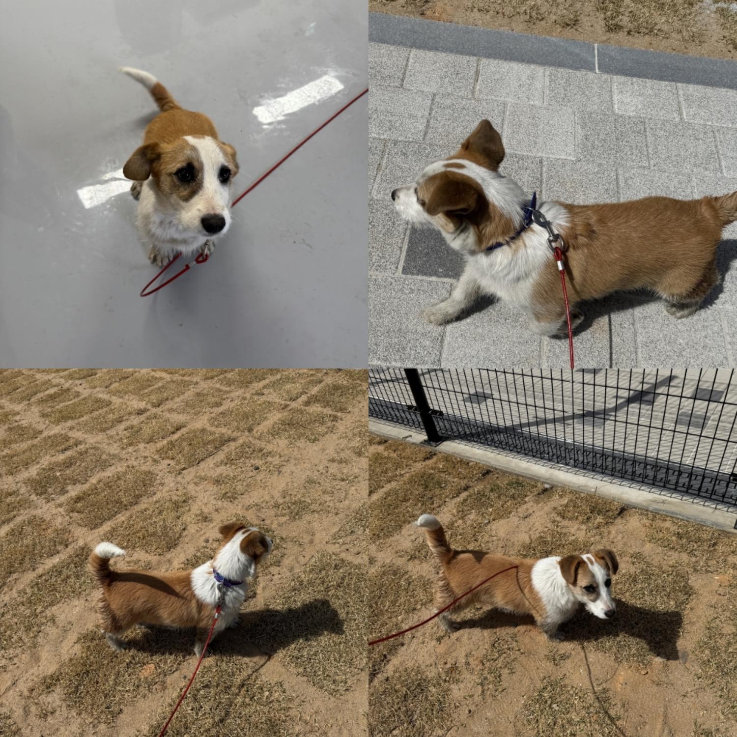 구미시 동물보호센터_447508202500506