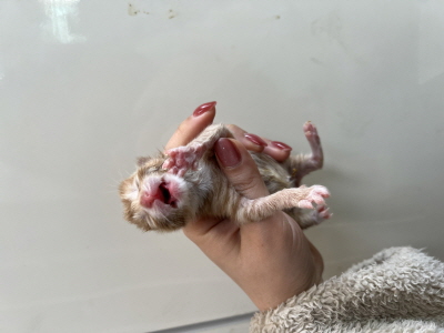 보호중 믹스묘의 가…