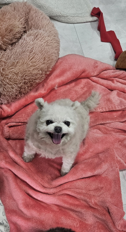 익산유기동물보호소_445468202500741