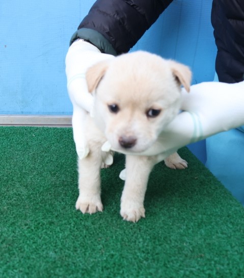 제주 동물보호센터_450650202500672