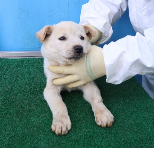 제주 동물보호센터_450650202500669