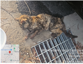 대전동물보호센터_430367202500184