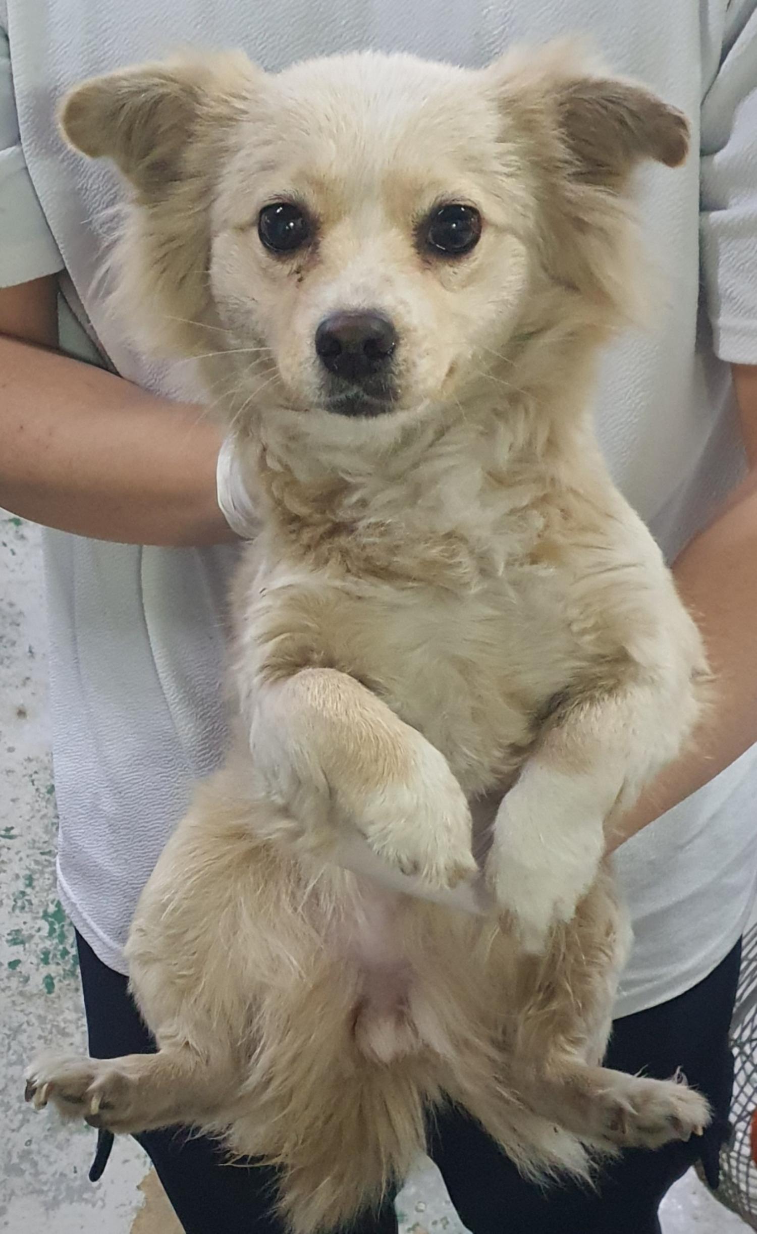 인천광역시수의사회_428351202500074