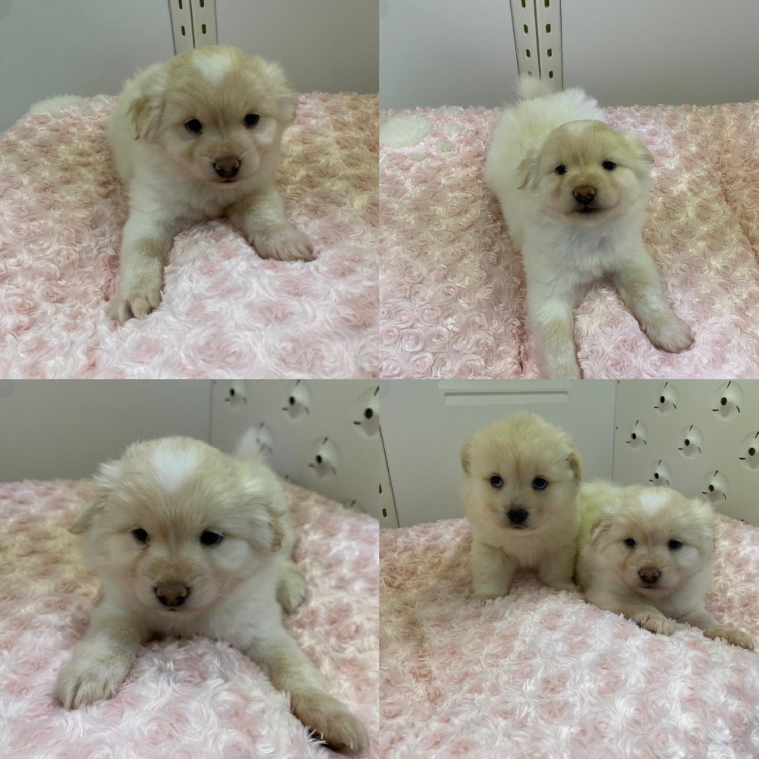 구미시 동물보호센터_447508202500513