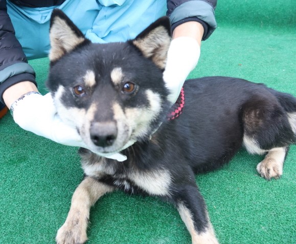 제주 동물보호센터_450650202500675