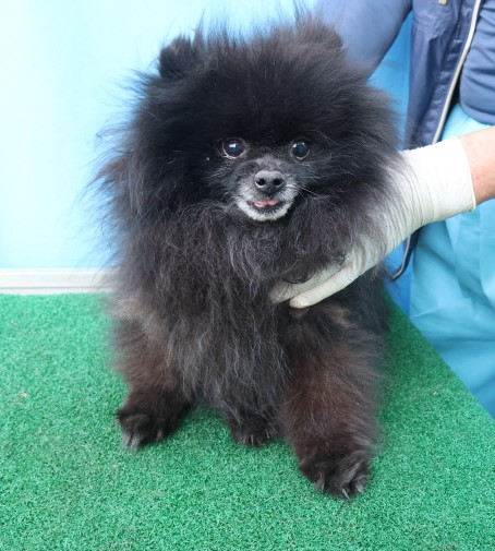 제주 동물보호센터_450650202500676
