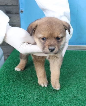 제주 동물보호센터_450650202500673