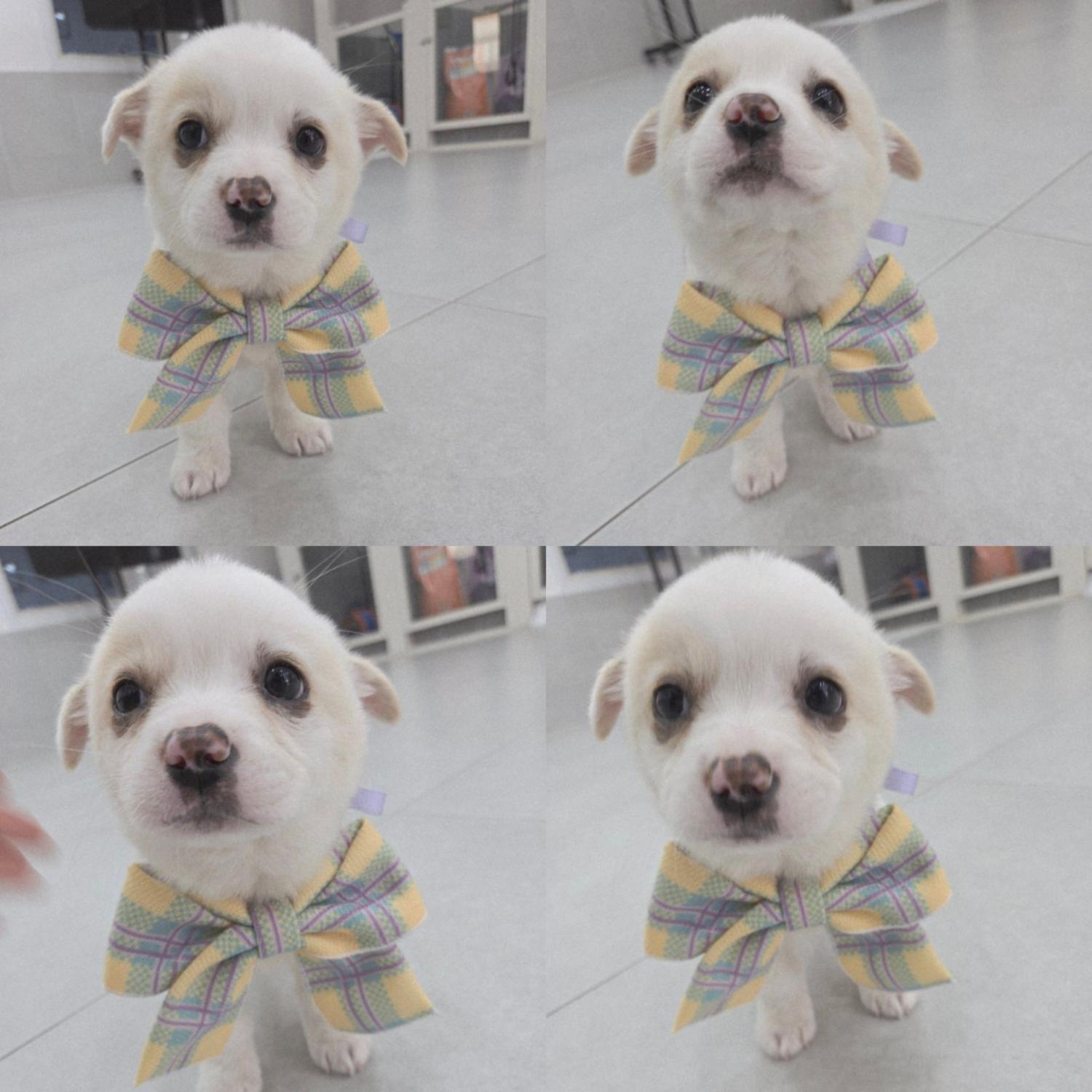 구미시 동물보호센터_447508202500432