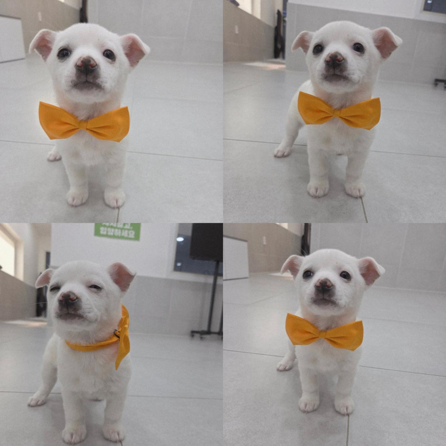 구미시 동물보호센터_447508202500431