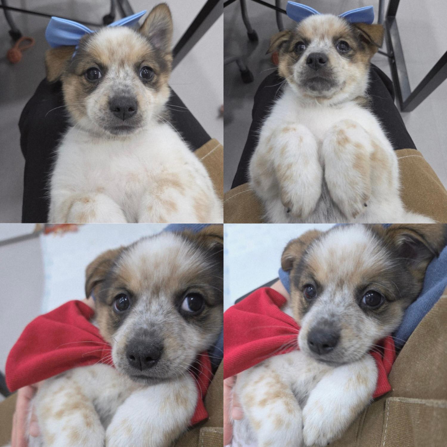 구미시 동물보호센터_447508202500080