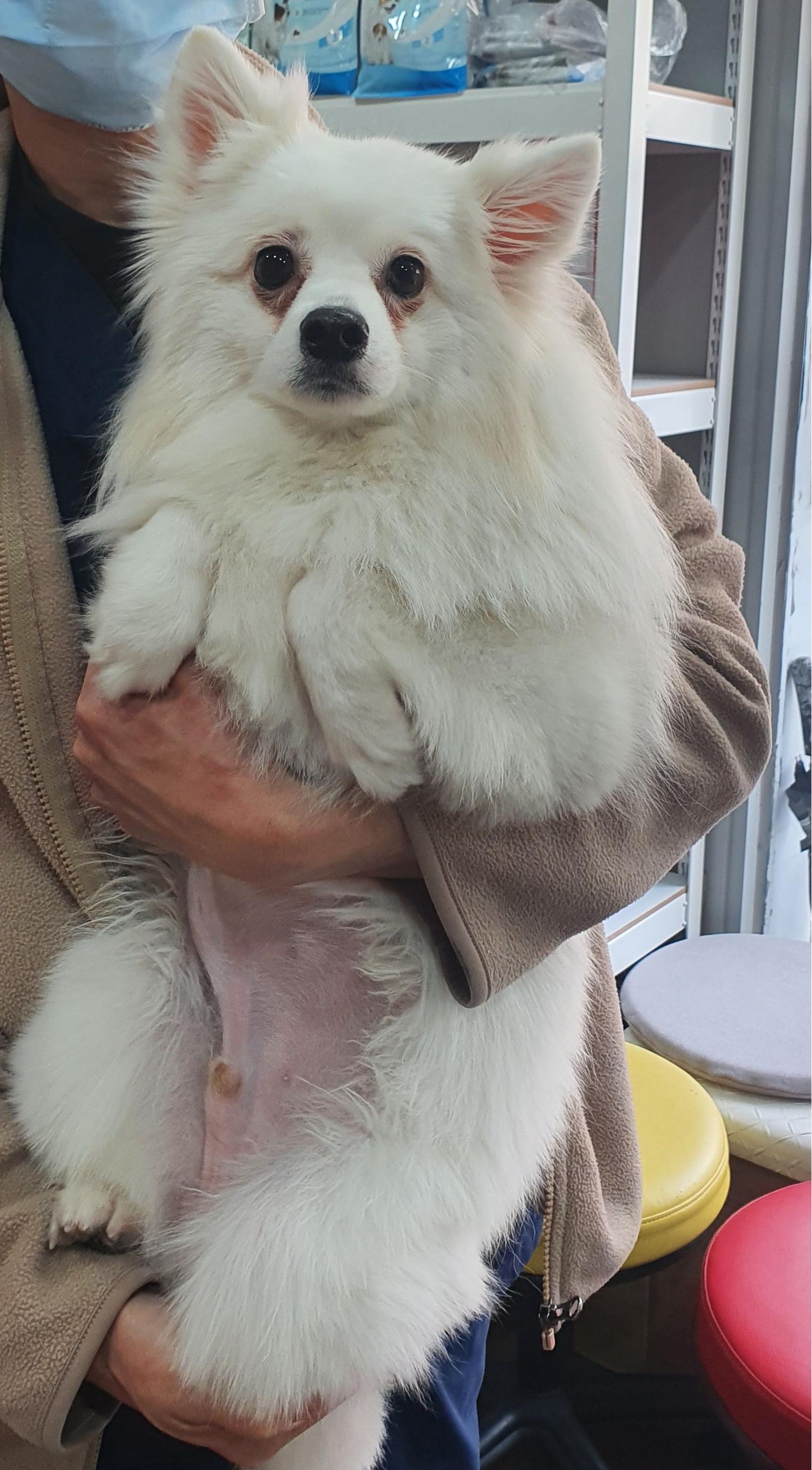 디아크동물종합병원_411319202500153