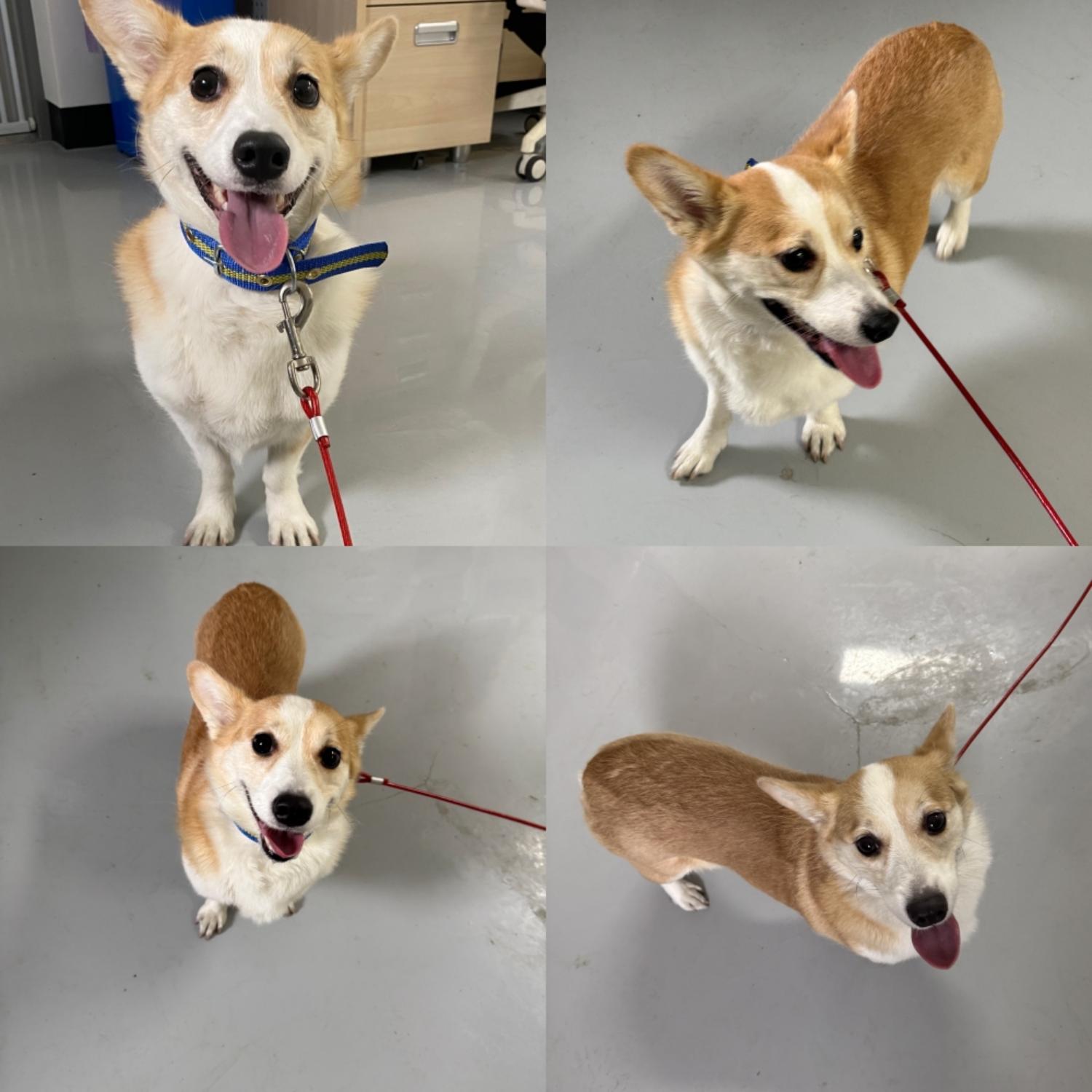 구미시 동물보호센터_447508202500515