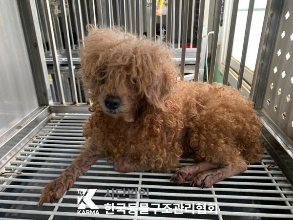 한국동물구조관리협회_411323202500264