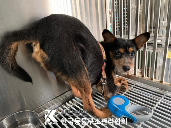 종료(안락사) 믹스…