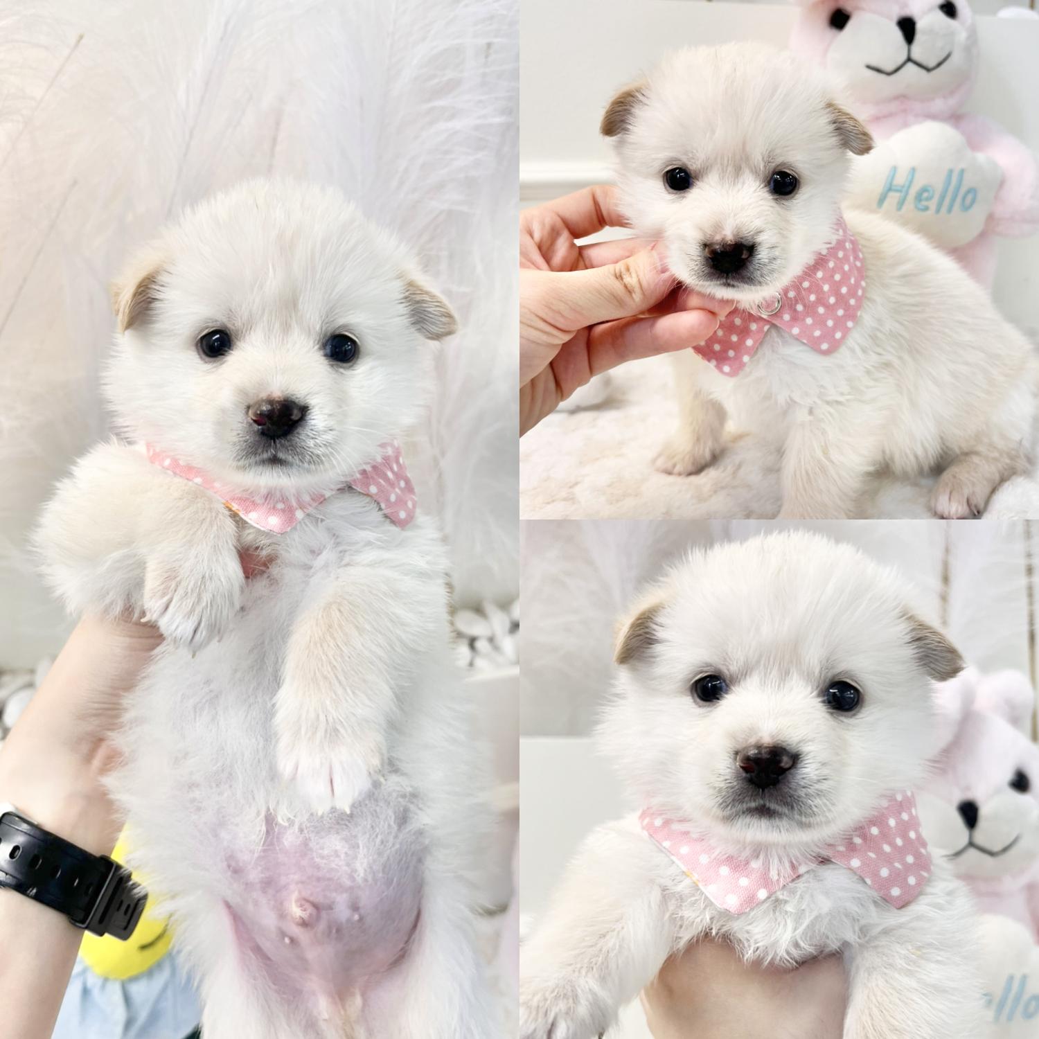 종료(입양) 믹스견…