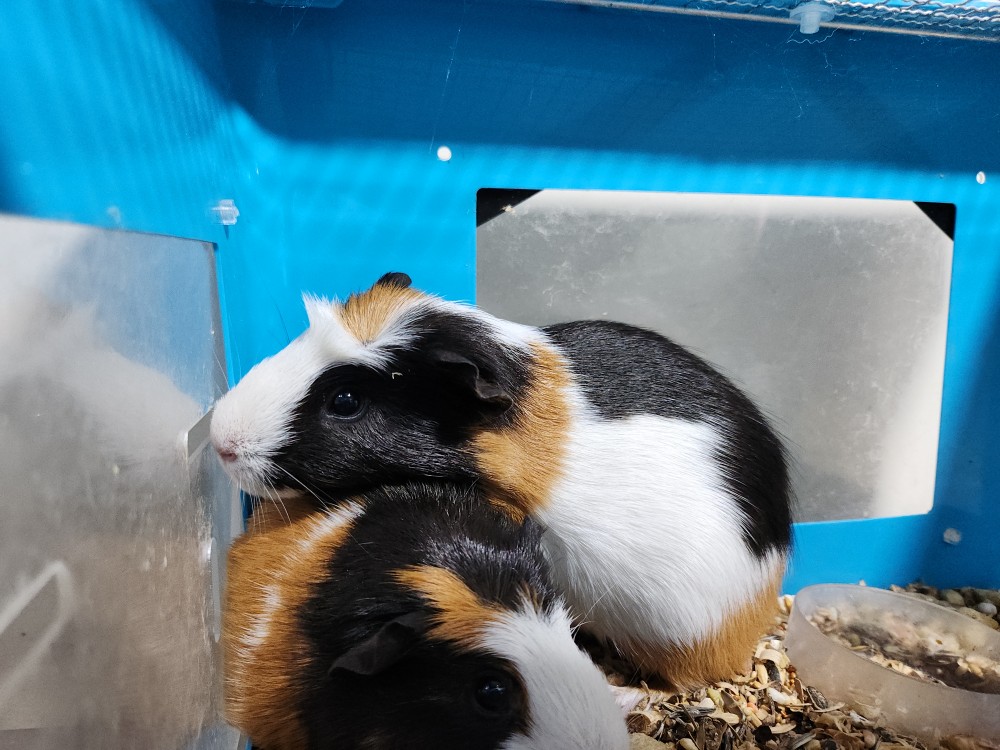 광주동물보호센터_429363202500090