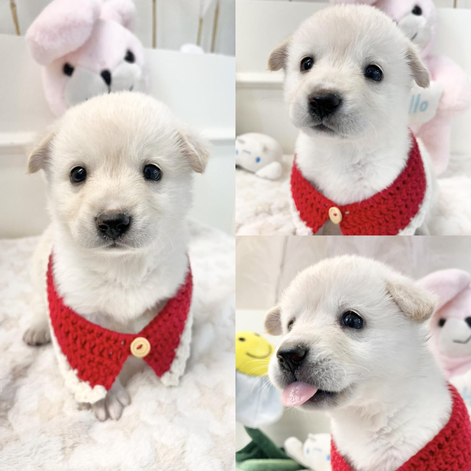 경주동물사랑보호센터_447505202500209