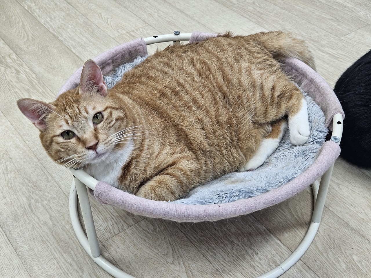 [고양이] 믹스묘 충남-아산-2024-00337 유기동물 배경 이미지 입니다.