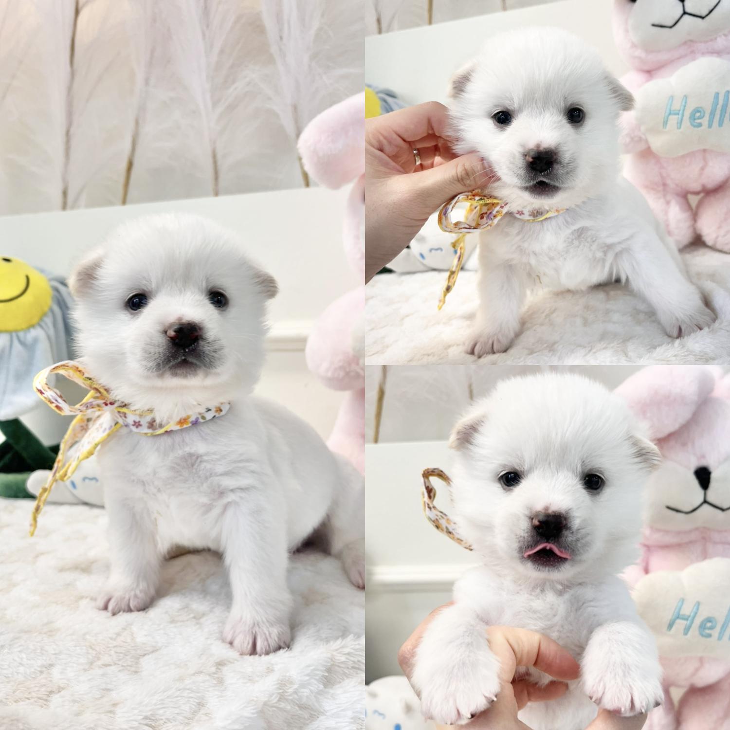 경주동물사랑보호센터_447505202500211