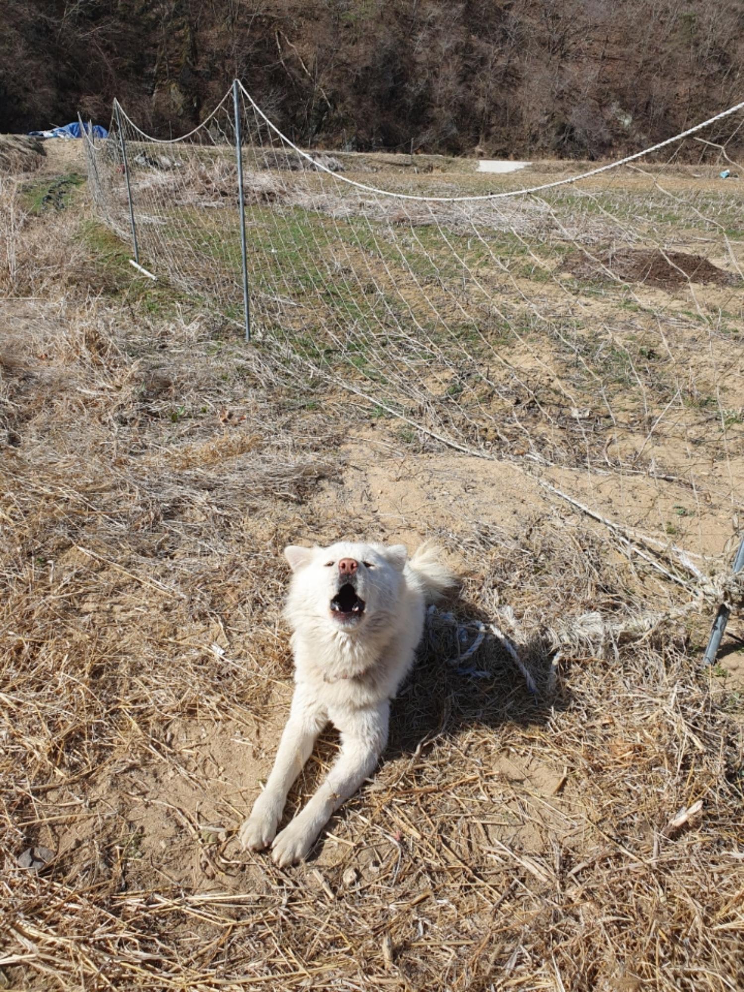 최종주동물병원_443444202500106