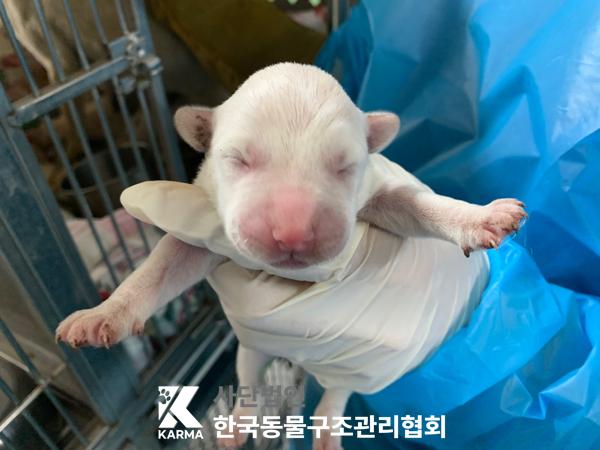 보호중 믹스견의 가…