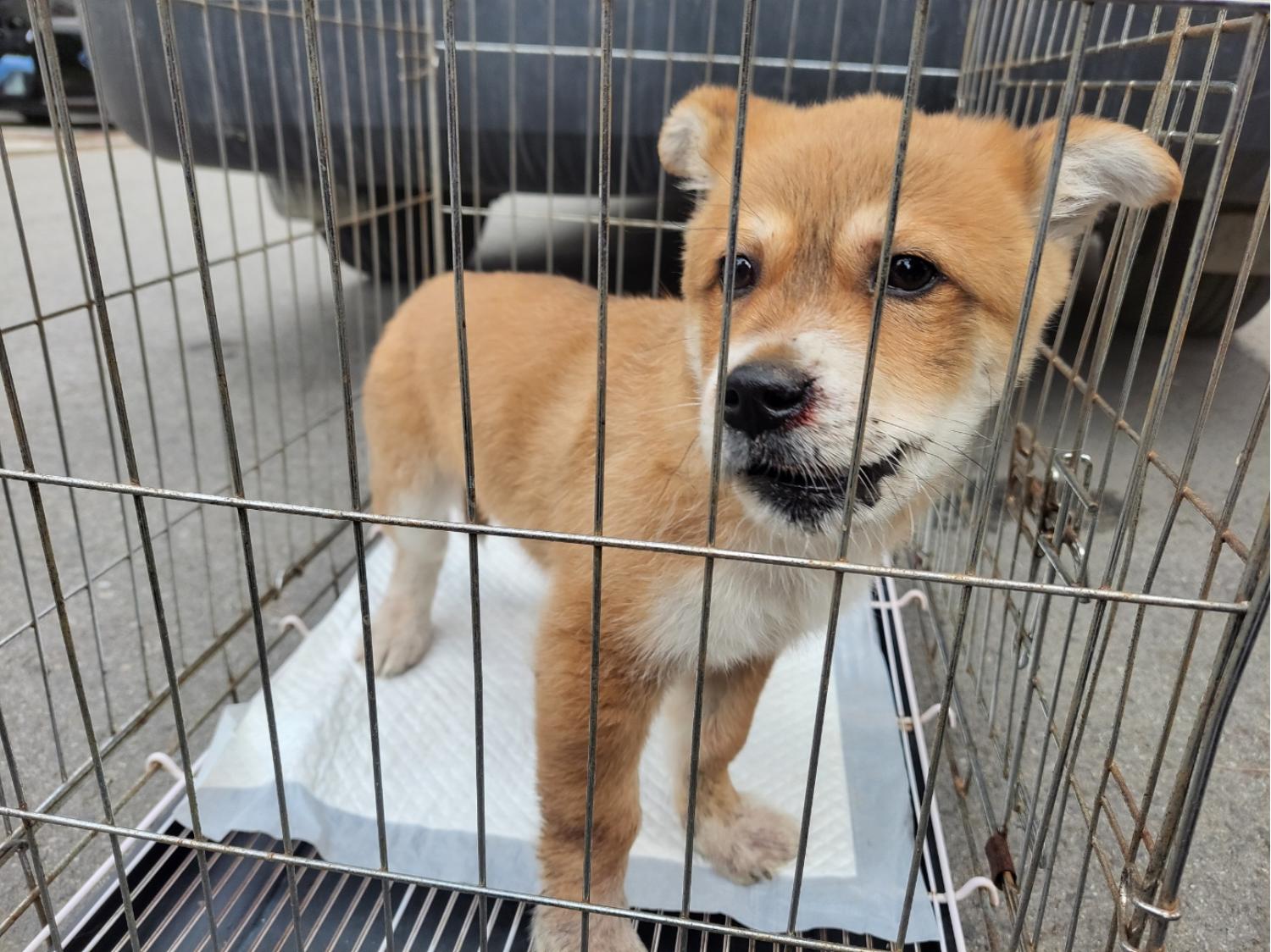 고양시동물보호센터_441394202500490