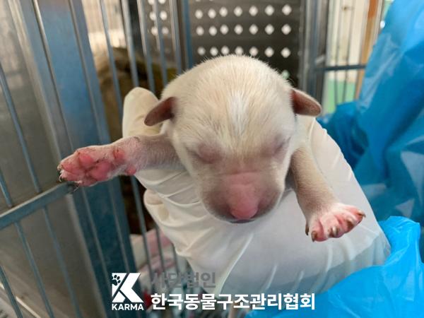 한국동물구조관리협회_441406202500222