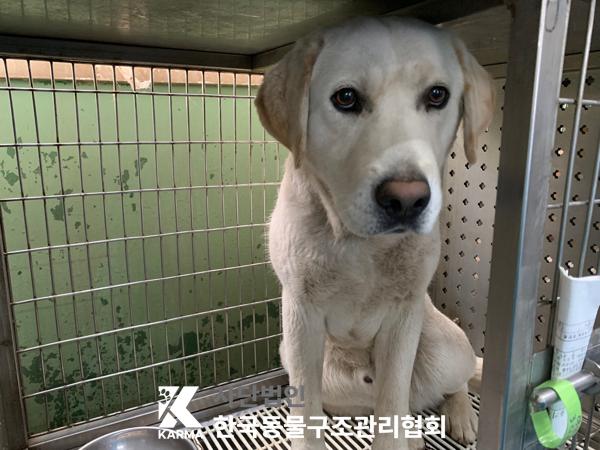 보호중 라브라도 리…
