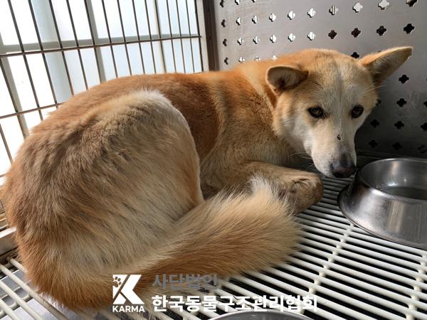 한국동물구조관리협회_441559202500253