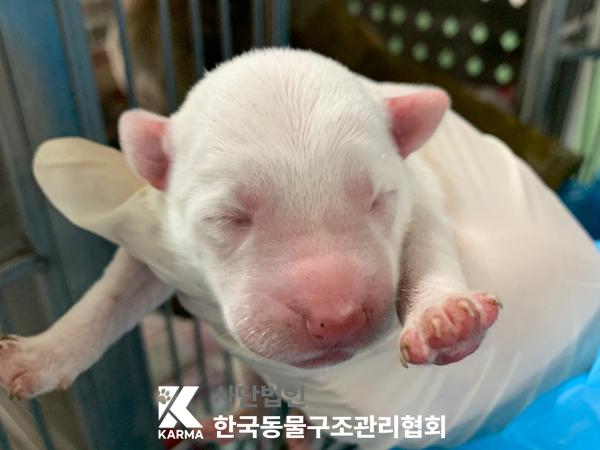 한국동물구조관리협회_441406202500219