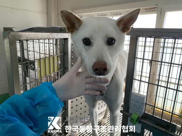 보호중 믹스견의 가…