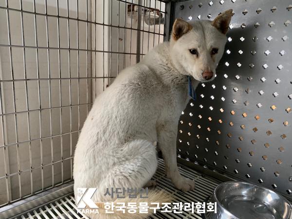 보호중 믹스견의 가…