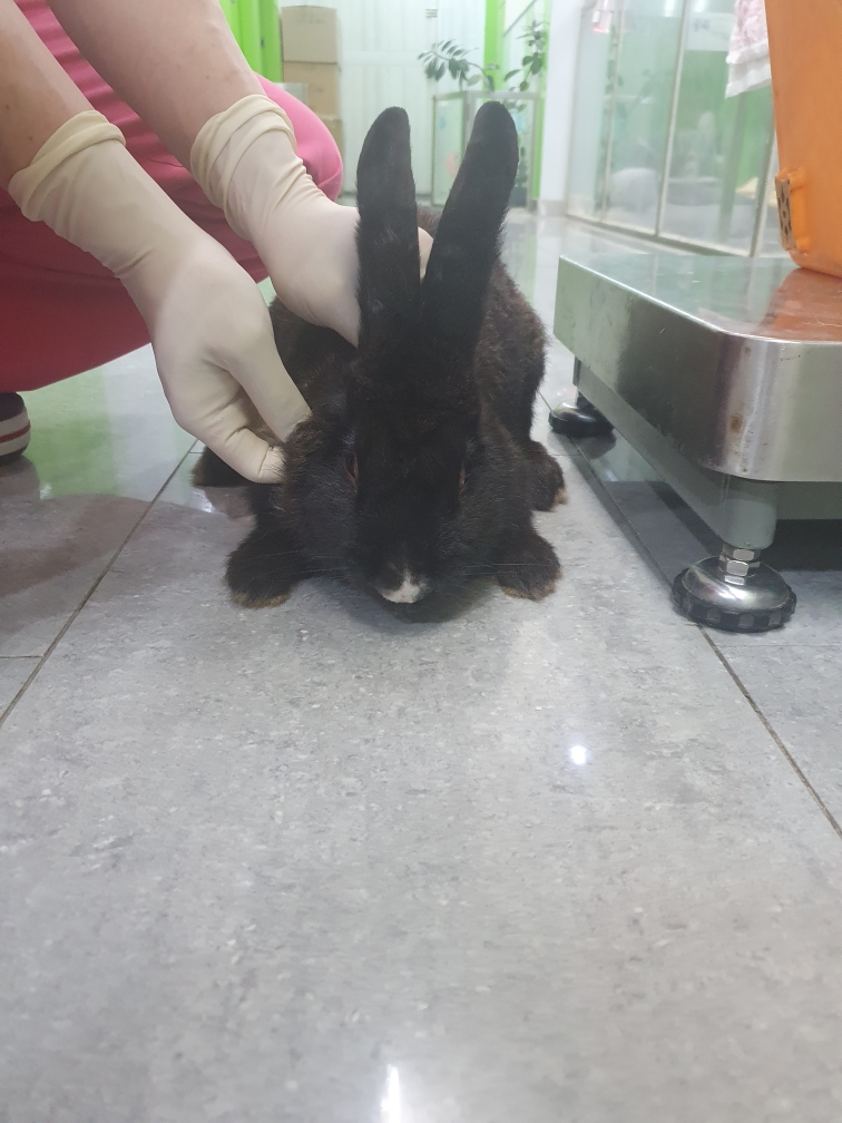 펫앤쉘터동물병원_441378202500242