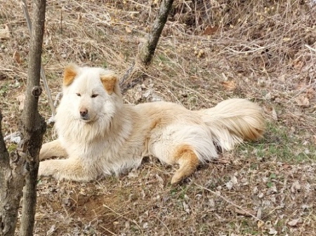 원주시동물보호센터_442419202500171