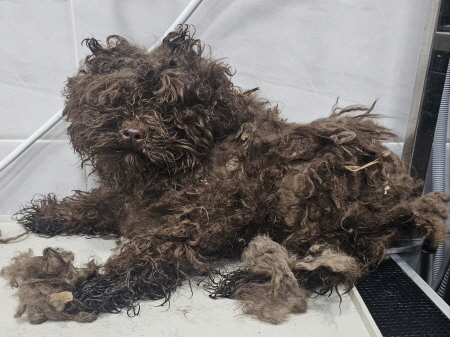 원주시동물보호센터_442419202500169