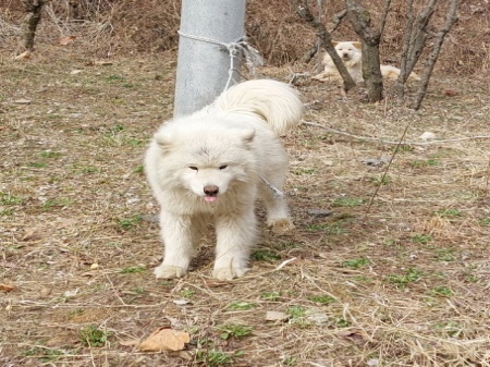 원주시동물보호센터_442419202500172