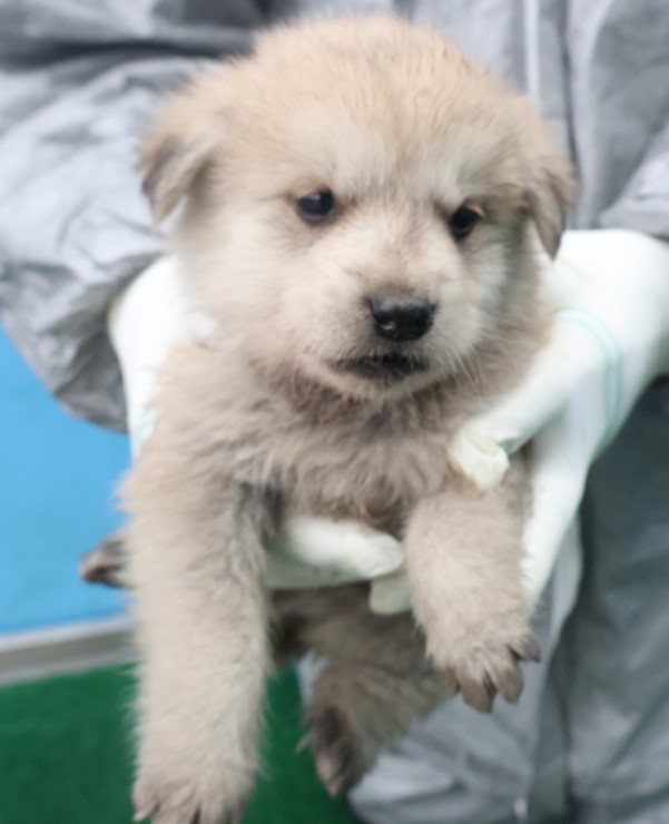 제주 동물보호센터_450650202500685