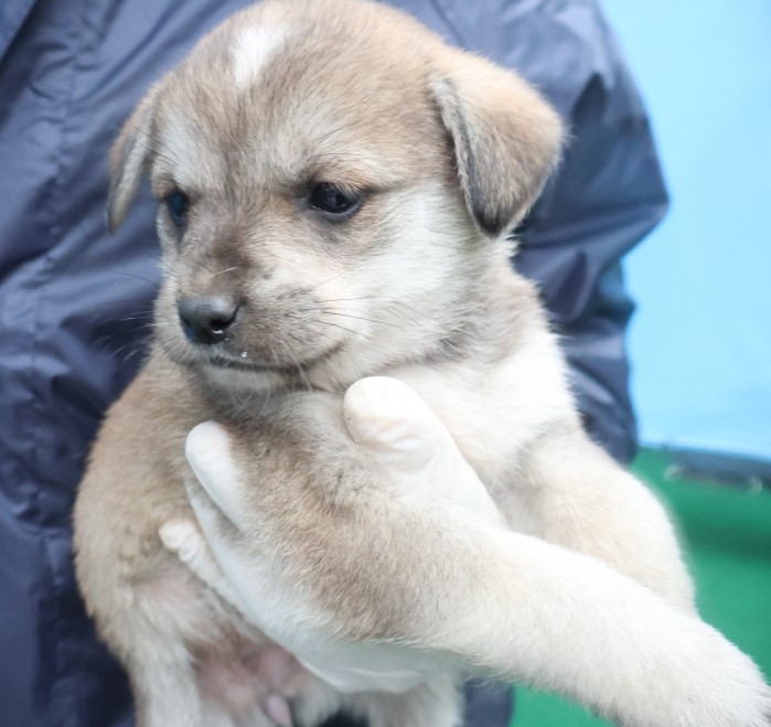 제주 동물보호센터_450650202500686