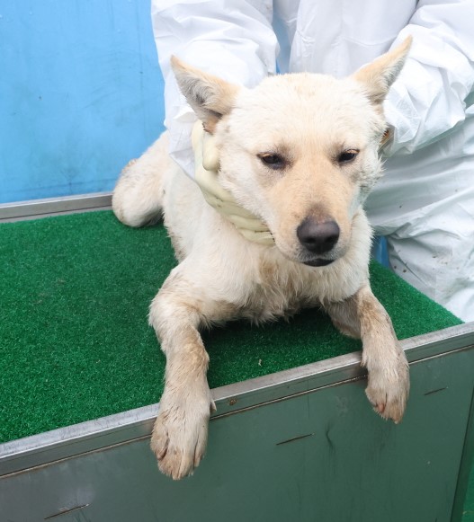 제주 동물보호센터_450650202500682