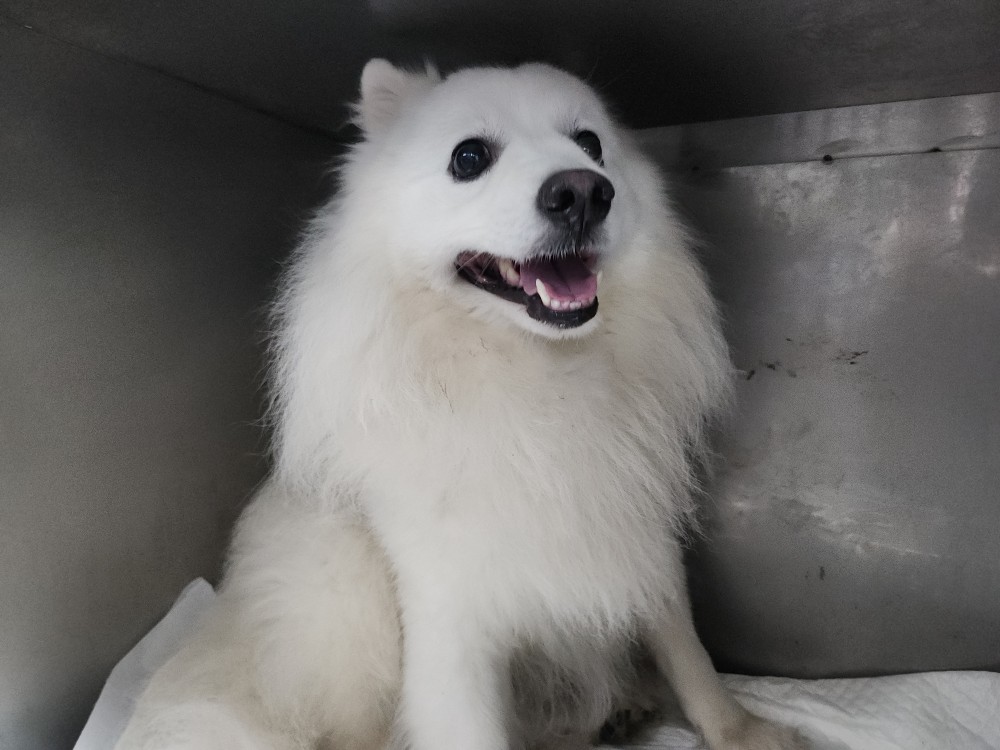 광주동물보호센터_429362202500060