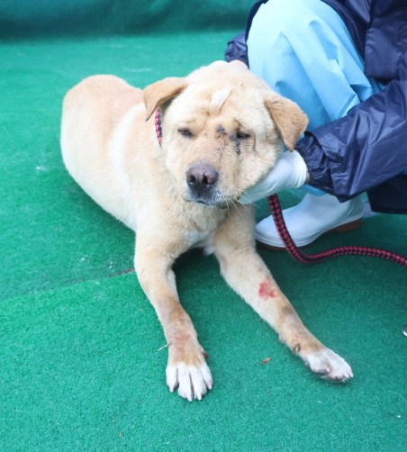 제주 동물보호센터_450650202500681