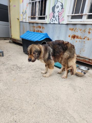 충주시동물보호센터_443439202500126